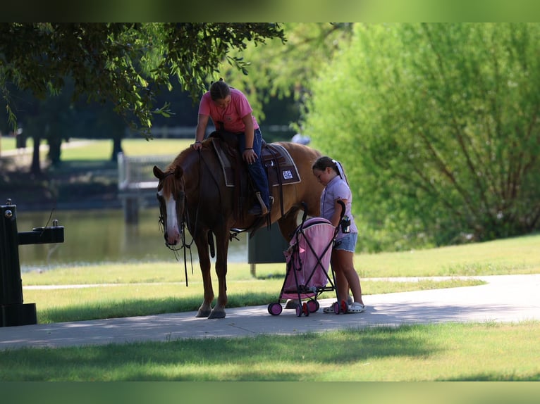 American Quarter Horse Castrone 14 Anni 142 cm  in Forney