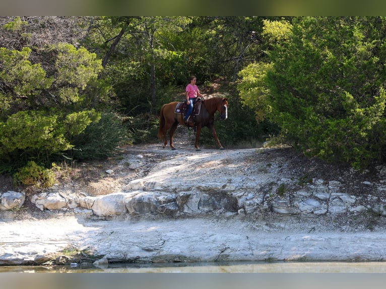 American Quarter Horse Castrone 14 Anni 142 cm  in Forney