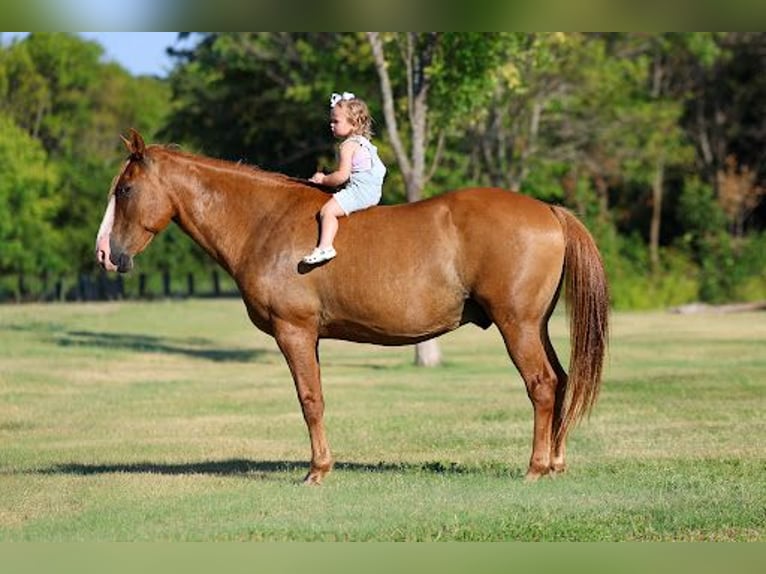 American Quarter Horse Castrone 14 Anni 142 cm  in Forney