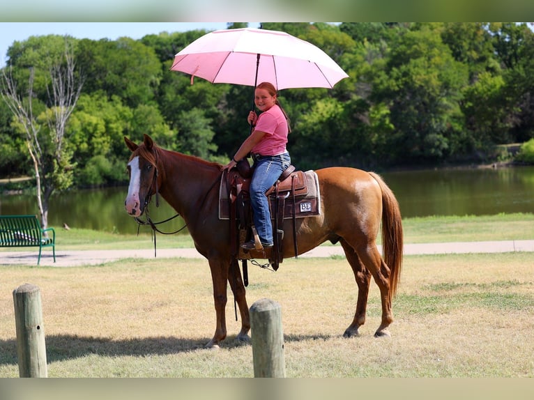 American Quarter Horse Castrone 14 Anni 142 cm  in Forney