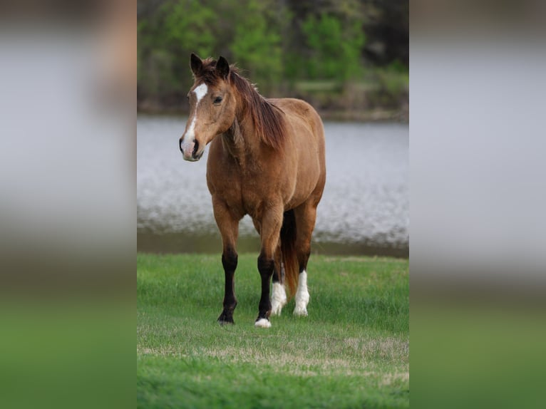 American Quarter Horse Castrone 14 Anni 142 cm Pelle di daino in Forney