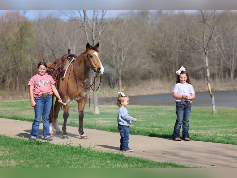 American Quarter Horse Castrone 14 Anni 142 cm Pelle di daino in Forney