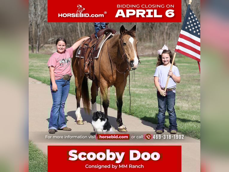 American Quarter Horse Castrone 14 Anni 142 cm Pelle di daino in Forney