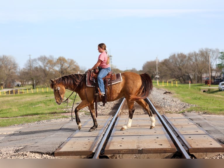 American Quarter Horse Castrone 14 Anni 142 cm Pelle di daino in Forney