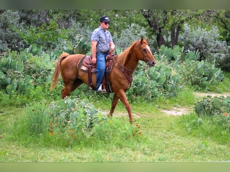 American Quarter Horse Mix Castrone 14 Anni 142 cm Sauro ciliegia in Poolville