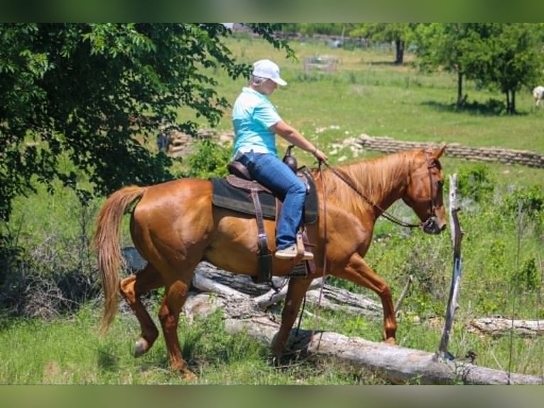 American Quarter Horse Mix Castrone 14 Anni 142 cm Sauro ciliegia in Poolville