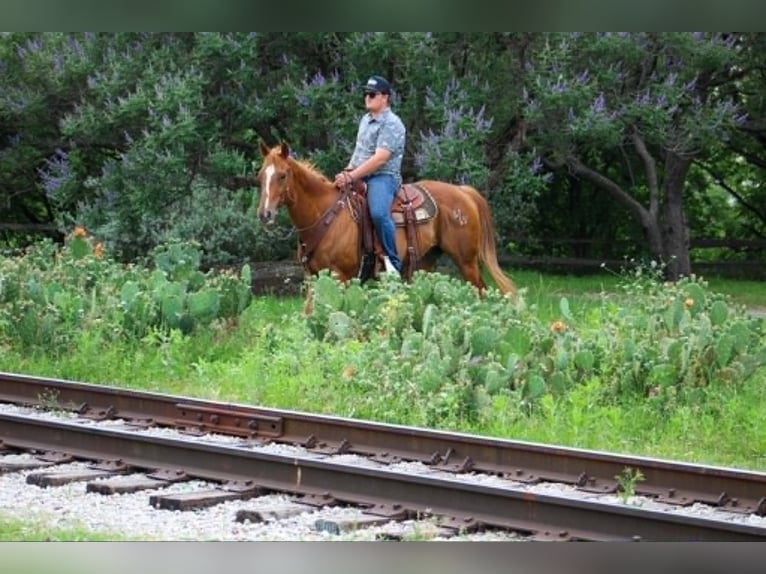 American Quarter Horse Mix Castrone 14 Anni 142 cm Sauro ciliegia in Poolville