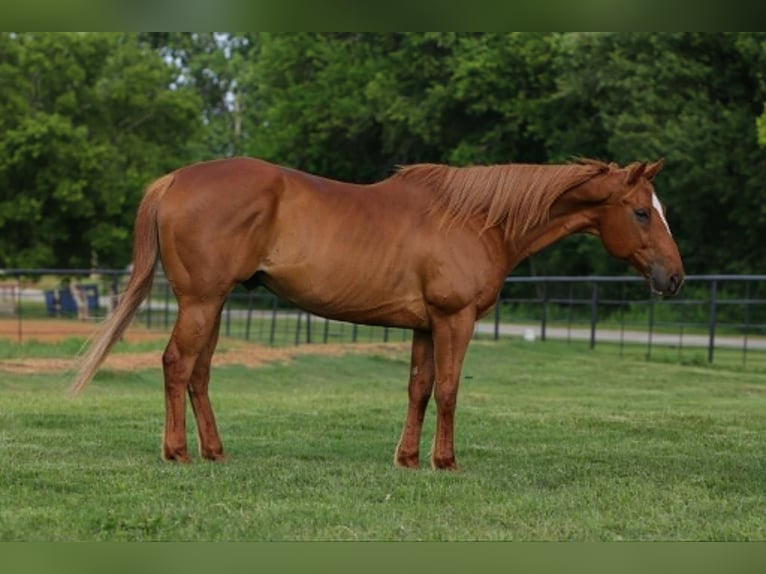 American Quarter Horse Mix Castrone 14 Anni 142 cm Sauro ciliegia in Poolville