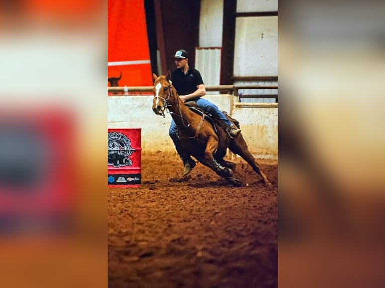 American Quarter Horse Mix Castrone 14 Anni 142 cm Sauro ciliegia in Poolville