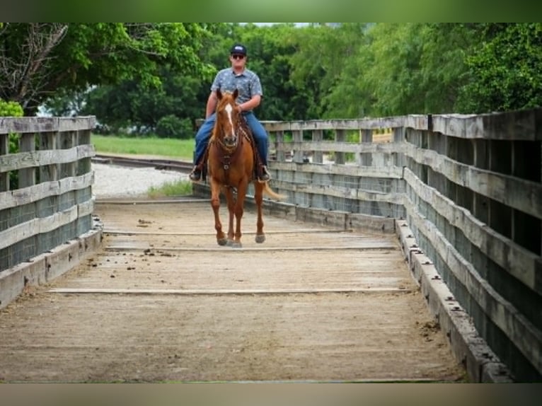 American Quarter Horse Mix Castrone 14 Anni 142 cm Sauro ciliegia in Poolville