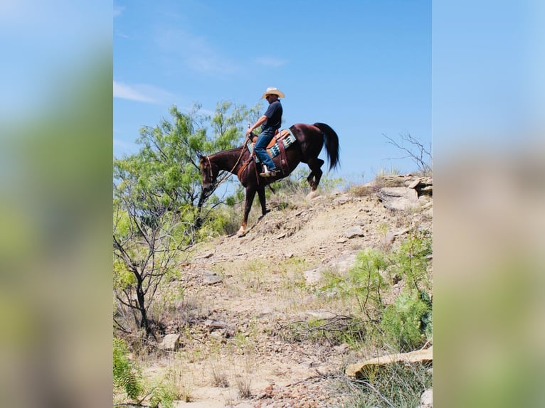 American Quarter Horse Castrone 14 Anni 142 cm Sauro scuro in Graham, TX