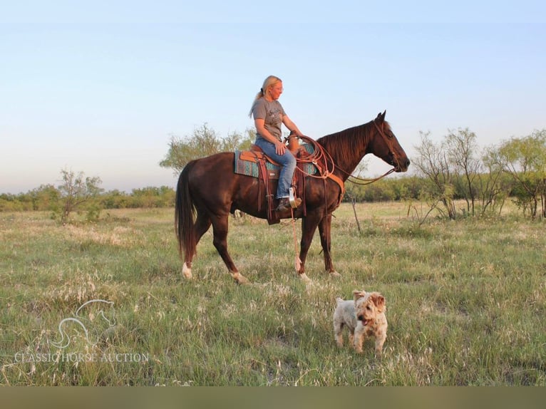 American Quarter Horse Castrone 14 Anni 142 cm Sauro scuro in Graham, TX