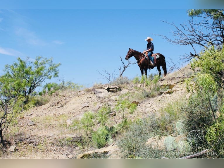 American Quarter Horse Castrone 14 Anni 142 cm Sauro scuro in Graham, TX