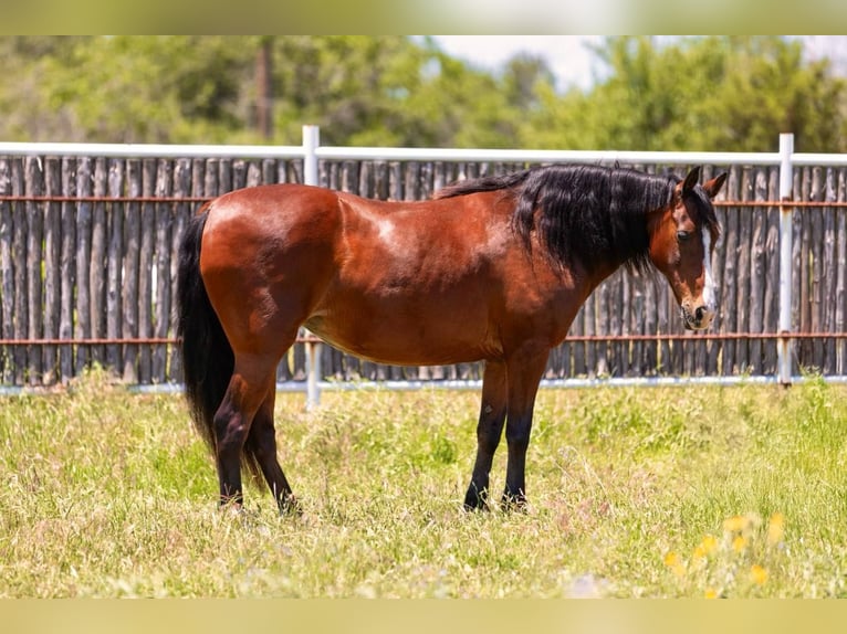 American Quarter Horse Castrone 14 Anni 145 cm Baio ciliegia in Weatherford TX