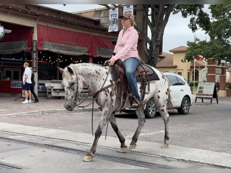 American Quarter Horse Castrone 14 Anni 145 cm Baio ciliegia in Weatherford TX