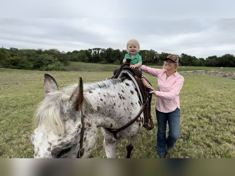 American Quarter Horse Castrone 14 Anni 145 cm Baio ciliegia in Weatherford TX