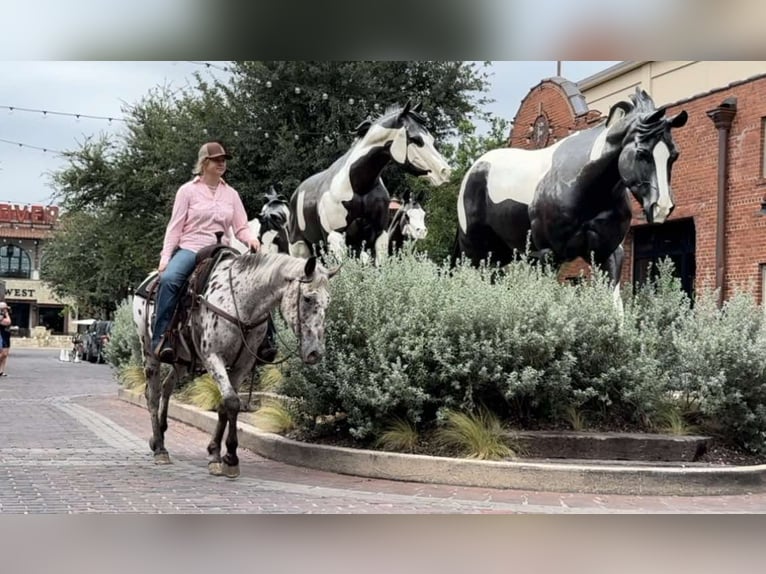 American Quarter Horse Castrone 14 Anni 145 cm Baio ciliegia in Weatherford TX