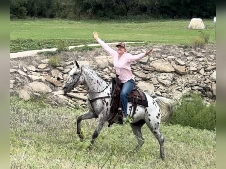 American Quarter Horse Castrone 14 Anni 145 cm Baio ciliegia in Weatherford TX