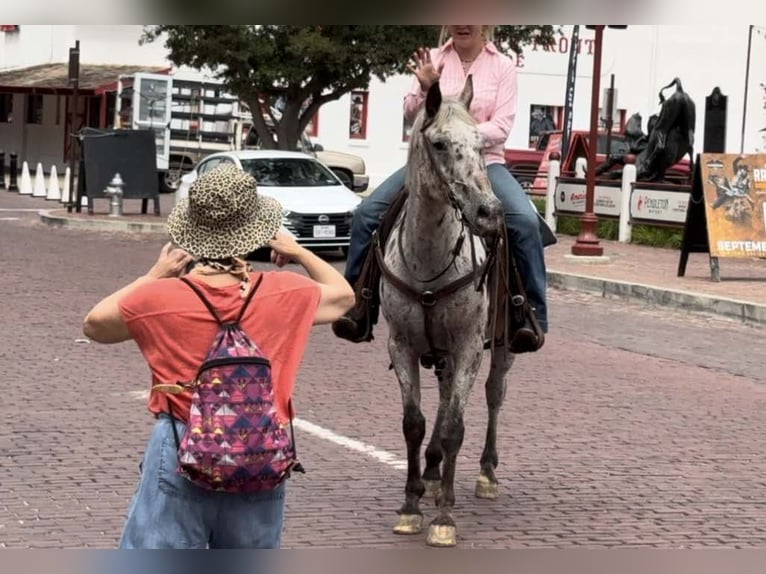 American Quarter Horse Castrone 14 Anni 145 cm Baio ciliegia in Weatherford TX