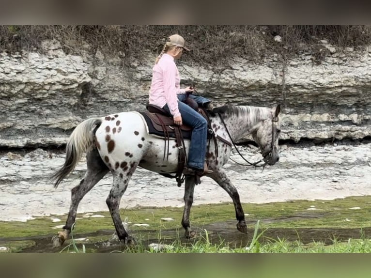 American Quarter Horse Castrone 14 Anni 145 cm Baio ciliegia in Weatherford TX