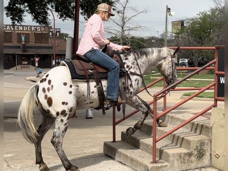 American Quarter Horse Castrone 14 Anni 145 cm Baio ciliegia in Weatherford TX