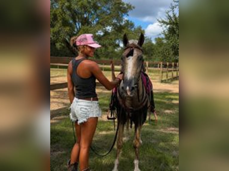American Quarter Horse Castrone 14 Anni 145 cm Palomino in Bronson