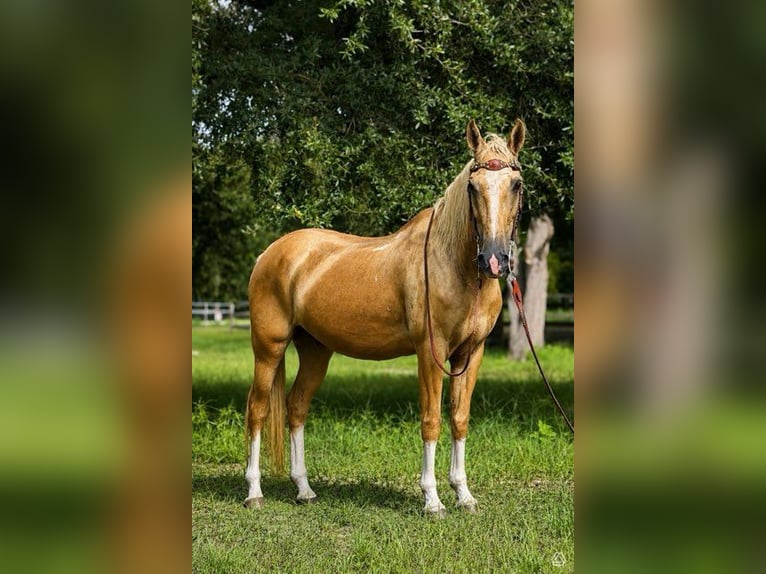 American Quarter Horse Castrone 14 Anni 145 cm Palomino in Bronson