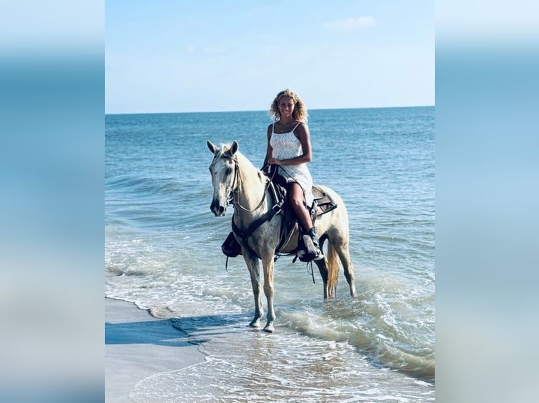 American Quarter Horse Castrone 14 Anni 145 cm Palomino in Bronson