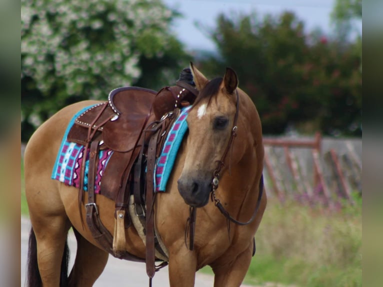 American Quarter Horse Castrone 14 Anni 145 cm Pelle di daino in Stephenville TX