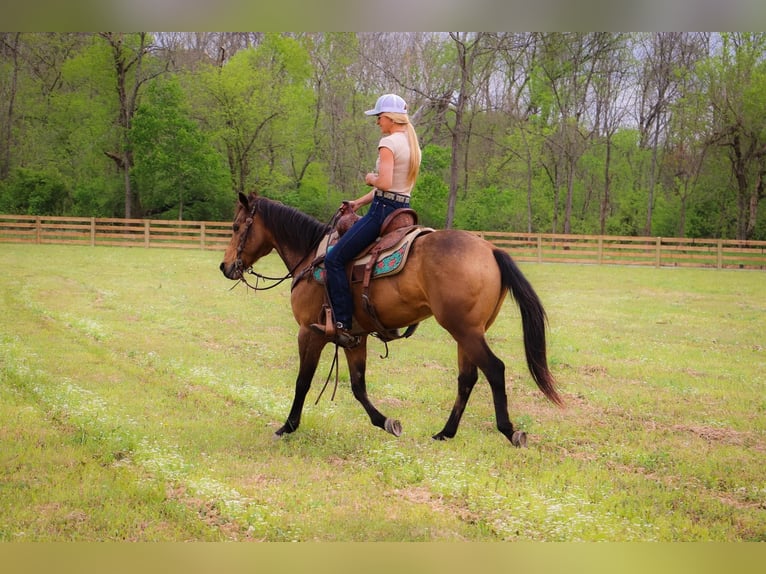 American Quarter Horse Castrone 14 Anni 145 cm Pelle di daino in Hillsboro KY