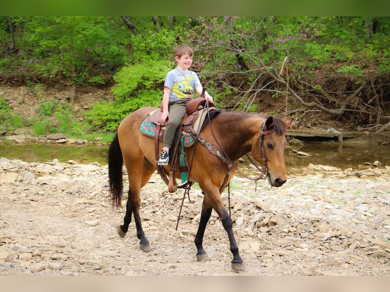 American Quarter Horse Castrone 14 Anni 145 cm Pelle di daino in Hillsboro KY