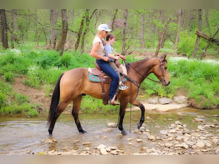 American Quarter Horse Castrone 14 Anni 145 cm Pelle di daino in Hillsboro KY