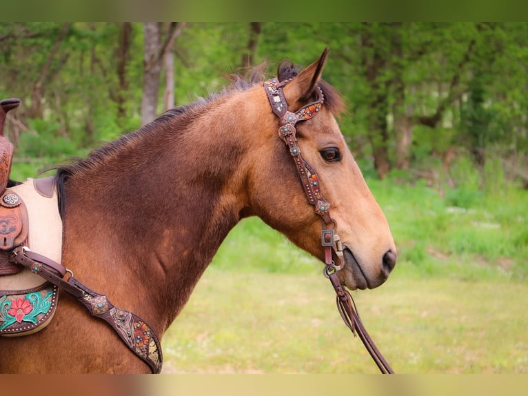 American Quarter Horse Castrone 14 Anni 145 cm Pelle di daino in Hillsboro KY