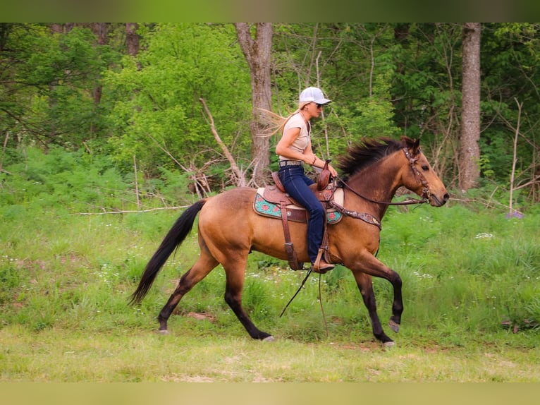 American Quarter Horse Castrone 14 Anni 145 cm Pelle di daino in Hillsboro KY