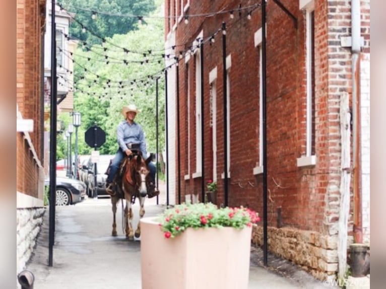 American Quarter Horse Castrone 14 Anni 145 cm Sauro scuro in Brooksville KY