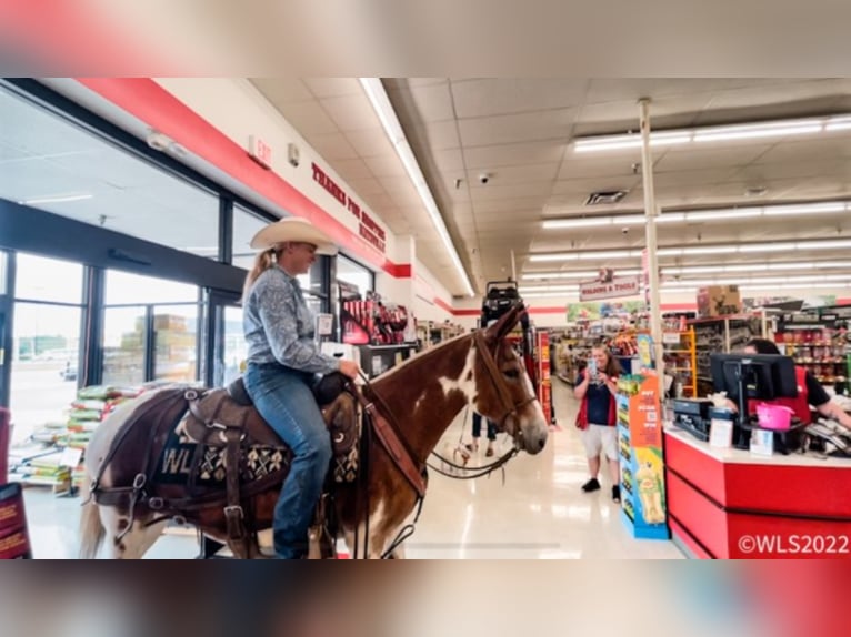 American Quarter Horse Castrone 14 Anni 145 cm Sauro scuro in Brooksville KY