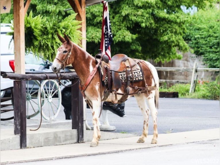 American Quarter Horse Castrone 14 Anni 145 cm Sauro scuro in Brooksville KY