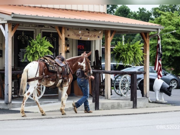 American Quarter Horse Castrone 14 Anni 145 cm Sauro scuro in Brooksville KY