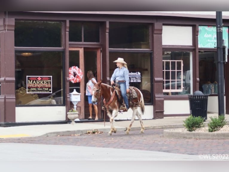 American Quarter Horse Castrone 14 Anni 145 cm Sauro scuro in Brooksville KY