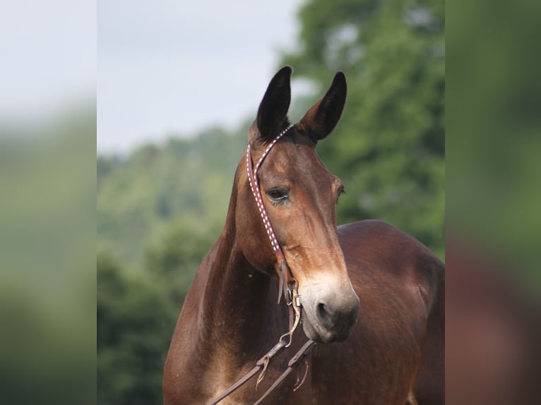 American Quarter Horse Castrone 14 Anni 147 cm Baio ciliegia in Whitley City KY