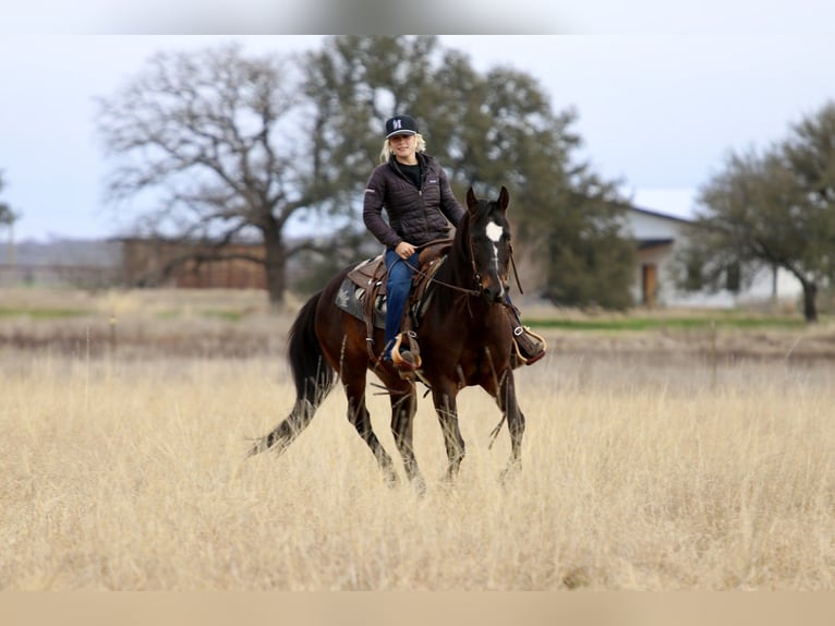 American Quarter Horse Castrone 14 Anni 147 cm Baio ciliegia in Mineral Wells