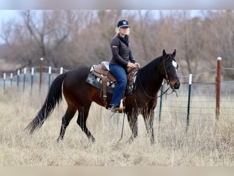 American Quarter Horse Castrone 14 Anni 147 cm Baio ciliegia in Mineral Wells