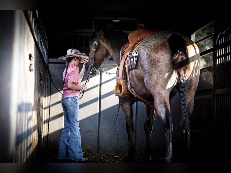 American Quarter Horse Castrone 14 Anni 147 cm Baio roano in Mt Hope Al