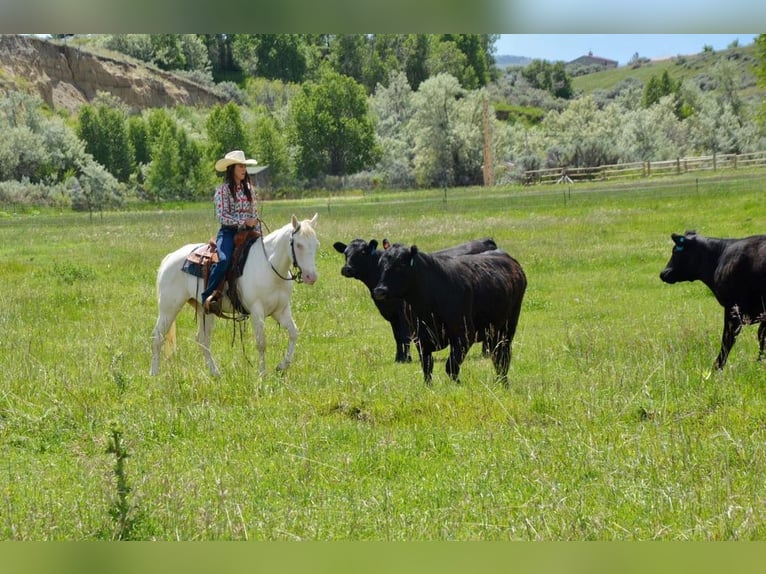 American Quarter Horse Castrone 14 Anni 147 cm Bianco in Cody WY