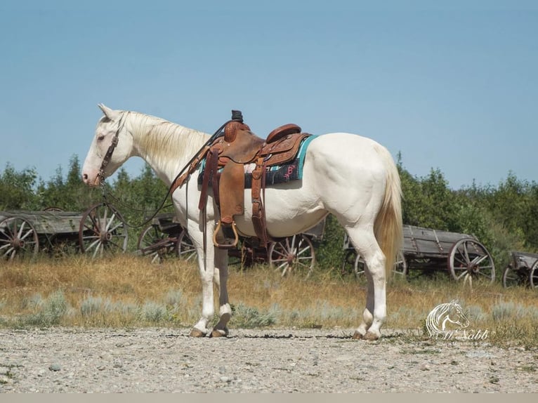 American Quarter Horse Castrone 14 Anni 147 cm Bianco in Cody WY