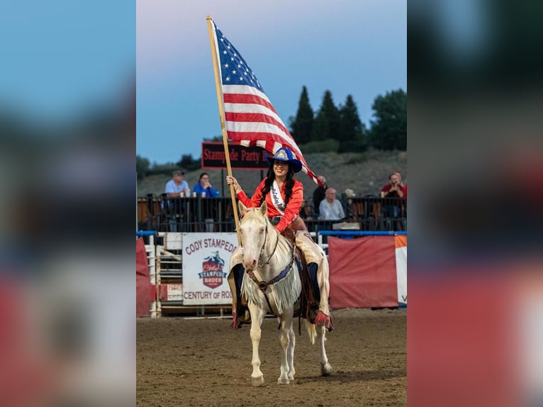 American Quarter Horse Castrone 14 Anni 147 cm Bianco in Cody WY