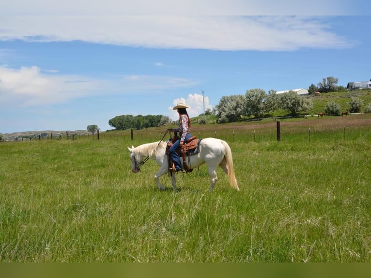 American Quarter Horse Castrone 14 Anni 147 cm Bianco in Cody WY