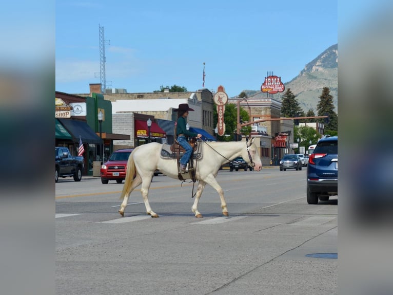 American Quarter Horse Castrone 14 Anni 147 cm Bianco in Cody WY