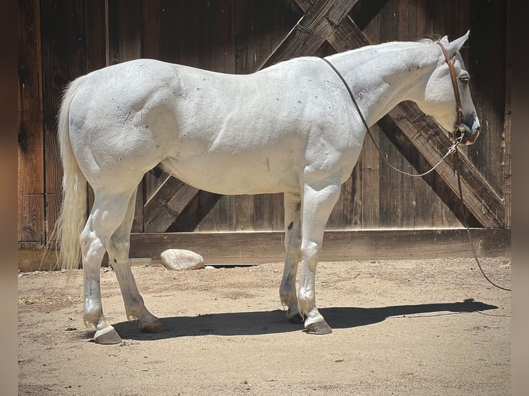 American Quarter Horse Castrone 14 Anni 147 cm Grigio in Paso Robles CA