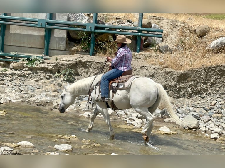 American Quarter Horse Castrone 14 Anni 147 cm Grigio in Paso Robles CA